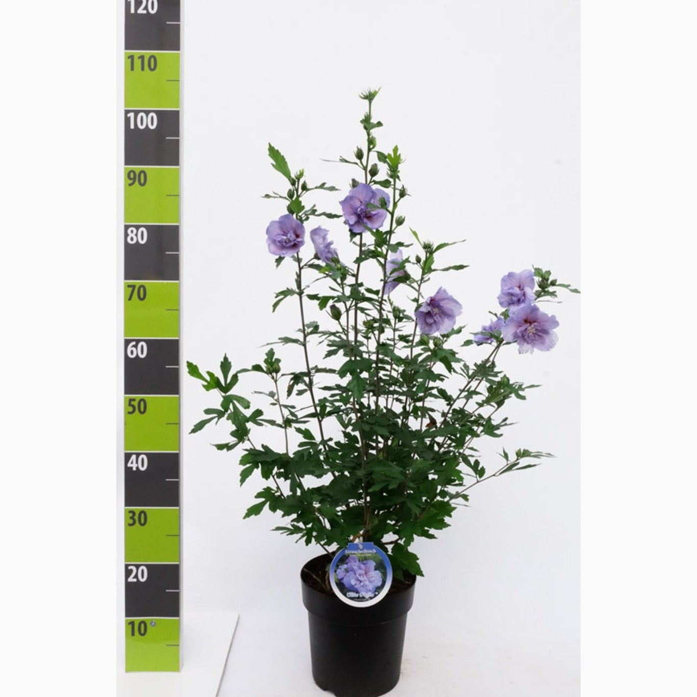 Hibiskus – Hibiscus syriacus 'Blue Chiffon' - C4,6 50-60 CM